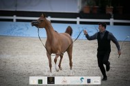 صور مقتطفة من اليوم الثاني من بطولة الشراع الدولية ٢٠٢٠ لجمال الخيل العربية