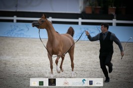 صور مقتطفة من اليوم الثاني من بطولة الشراع الدولية ٢٠٢٠ لجمال الخيل العربية