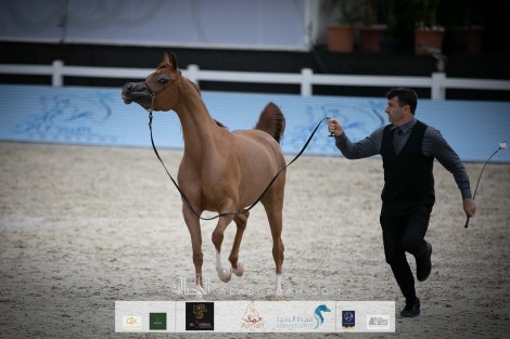 صور مقتطفة من اليوم الثاني من بطولة الشراع الدولية ٢٠٢٠ لجمال الخيل العربية