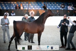 صور مقتطفة من اليوم الثالث من بطولة الشراع الدولية ٢٠٢٠ لجمال الخيل العربية