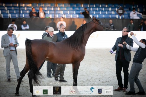 صور مقتطفة من اليوم الثالث من بطولة الشراع الدولية ٢٠٢٠ لجمال الخيل العربية