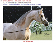 قائمة خيل مزاد الجمال والأصالة في ابوظبي بالصور