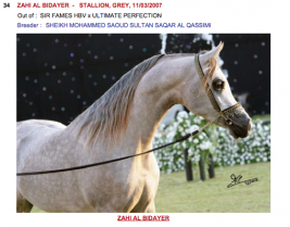 قائمة خيل مزاد الجمال والأصالة في ابوظبي بالصور