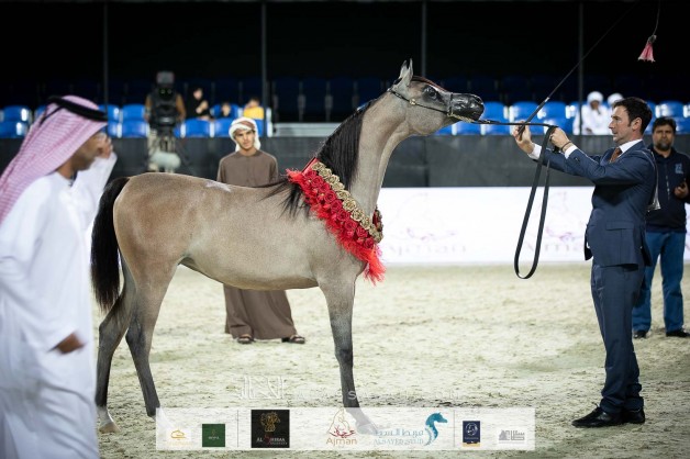 الأريام بنفسج” نجمة الذهب المتألقة .. حصيلة الجيل الرابع من نسل اسطبلات الأريام