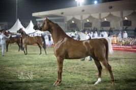 «ابوظبي الدولية  ٢٠٢٠» تحافظ على نهجها بدعم أكبر عدد من الملاك في توزيع الجوائز المالية