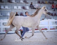 النتائج النهائية لبطولة ابوظبي الدولية 2020 لجمال الخيل العربية الأصيلة مع الصور