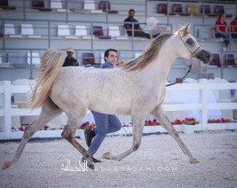النتائج النهائية لبطولة ابوظبي الدولية 2020 لجمال الخيل العربية الأصيلة مع الصور