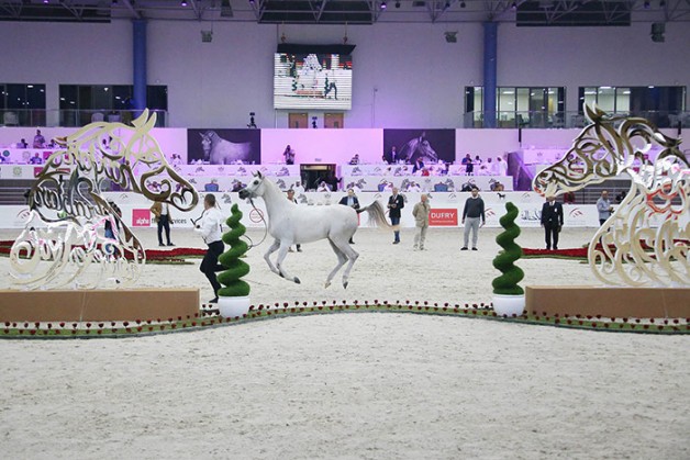 مهرجان الشارقة الدولي الحادي والعشرون للجواد العربي ينطلق غداً الخميس