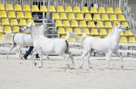 الشيخ علي الصباح .. اكتمال الاستعدادات لبطولة الكويت لجمال الخيل العربية