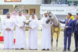 «دبي» يواصل تألقه بذهبيتان و3 فضيات في مهرجان الشارقة الدولي ٢٠٢٠ للجواد العربي