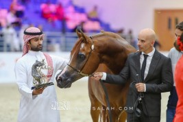 “ايدن سي” لمربط السيد يواصل تألقه ويحرز ذهبية الفحول بمهرجان الشارقة الدولي ٢٠٢٠