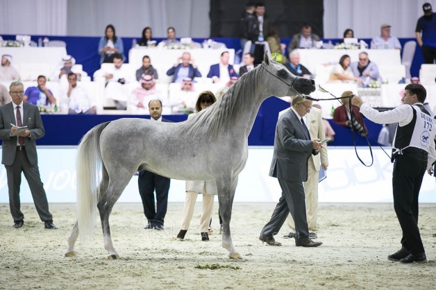 النسخة الـ “17” لبطولة دبي الدولية للجواد العربي تنطلق غد الخميس بمشاركة 162 جواداً