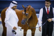 صور مقتطفة من اليوم الأول من بطولة دبي الدولية ٢٠٢٠ للجواد العربي