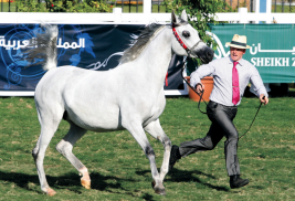 ترقب انجازات جديدة في ابوظبي من عذبة والمحمدية والنايفات والمعود والصواري وسدير والعرب
