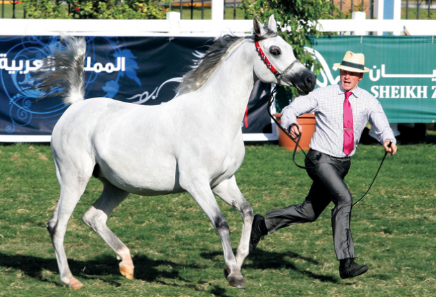 ترقب انجازات جديدة في ابوظبي من عذبة والمحمدية والنايفات والمعود والصواري وسدير والعرب