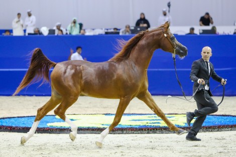 «السيد» و«عجمان» و «دبي» يتصدرون الأشواط التأهيلية في ثاني أيام دولية دبي للجواد العربي 2020