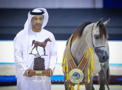 النتائج النهائية بالصور لبطولة دبي الدولية للجواد العربي ٢٠٢٠