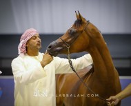 صور مقتطفة لليوم الختامي من بطولة دبي الدولية للجواد العربي ٢٠٢٠