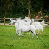 يوميات مربط: نقل الأجنة يعادل الإنجاب بين الفحول والأفراس حقائق وتساؤلات – الجزء الأول