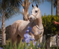 قدرة الخيل على قراءة لغة الجسد من غير معرفة سابقة لنا