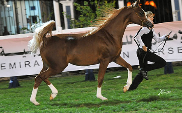 بالصور نتائج بطولة ابوظبي للجواد العربي ٢٠١٢
