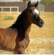 الجزيريات أساس ..!