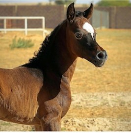 الجزيريات أساس ..!