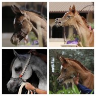 أين تذهب الرؤس الجميلة !