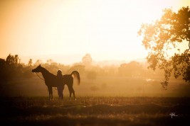 تأسيس أول جمعية لقفز الحواجز بالمملكة وتسأولات بشان غياب جمعية الخيول العربية