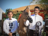 النتائج النهائية لبطولة منتون 2020 الدولية لجمال الخيل العربية الأصيلة