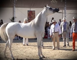 «البداير» يخطف ذهبيتين والمرابط الخليجية تستحوذ على القاب منتون 2020