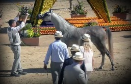 نوير السيد “فخر الانتاج السعودي” تتوج بذهب مهرات منتون 2020