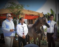 فضيتان وسط منافسة قوية لمربط دبي في بطولة منتون 2020