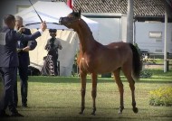 برونزيتان لمربط أكمل في ختام بطولة ستروهن 2020