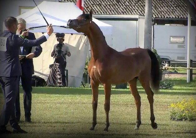 برونزيتان لمربط أكمل في ختام بطولة ستروهن 2020