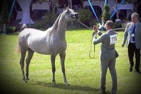 النتائج النهائية لبطولة ستروهن الدولية 2020 لجمال الخيل العربية