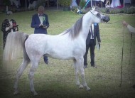 “ع ج إيلاف” لمربط عجمان يتوج بذهبية الأمهار بستروهن 2020