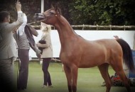 “دي عجيبة” تهدي مربط دبي فضية ستروهن 2020