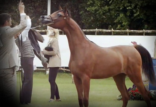 “دي عجيبة” تهدي مربط دبي فضية ستروهن 2020