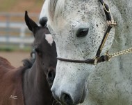 يوميات مربط: نقل الأجنة يعادل الإنجاب بين الفحول والأفراس حقائق وتساؤلات – الجزء الثاني