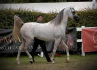 النتائج النهائية لبطولة كأس إيلران ببلجيكا لجمال الخيل العربية 2020