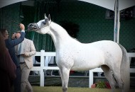 «البداير» يتألق بذهبيتين في ختام بطولة كأس إيلران 2020