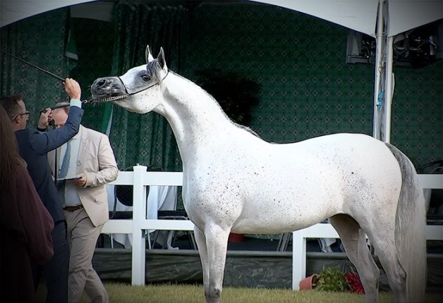 «البداير» يتألق بذهبيتين في ختام بطولة كأس إيلران 2020