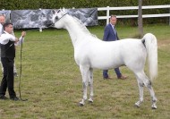 «عجمان» يحقق ذهب الفحول وفضة الأمهر في بطولة إيلران 2020