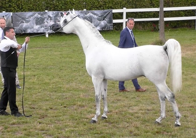 «عجمان» يحقق ذهب الفحول وفضة الأمهر في بطولة إيلران 2020