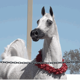 1.6 مليون يورو مبيعات فخر بولندا 2020  و”بيرفنكا ” الأغلى تسجل ثاني أغلى فرس تم بيعها بتاريخ “فخر بولندا” 