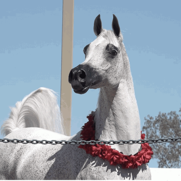 1.6 مليون يورو مبيعات فخر بولندا 2020  و”بيرفنكا ” الأغلى تسجل ثاني أغلى فرس تم بيعها بتاريخ “فخر بولندا” 