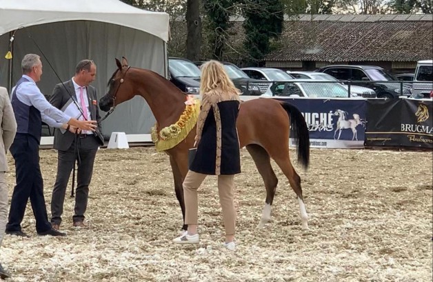 اكسكوسيت تهدي الأوراسية ذهبية «نهاية الاسبوع الدولية» في هولندا .. و ٦ ميداليات من نصيب المرابط العربية