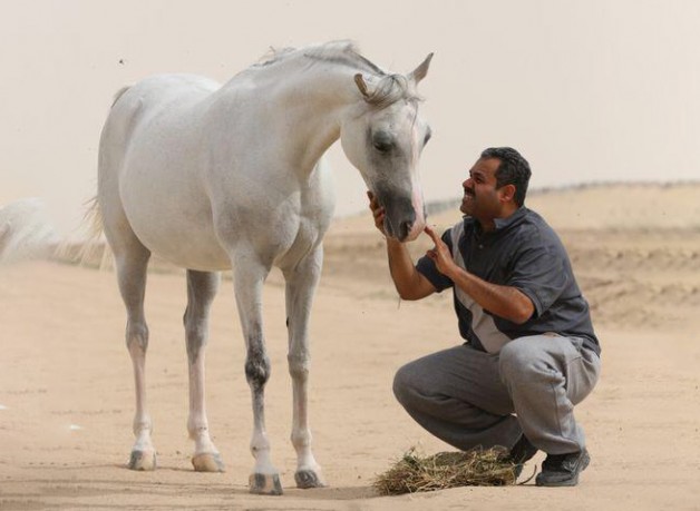 الخيل لما خلقت له ..!