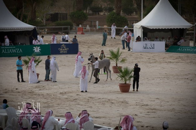 فتح باب التسجيل في بطولة الانتاج المحلي ٢٠٢٠ لجمال الخيل العربية الأصيلة – نماذج التسجيل